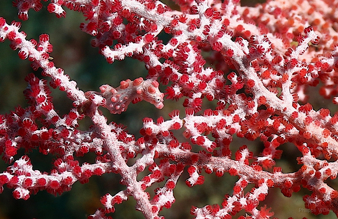 Raja Ampat 2016 - Hippocampus bargibanti - Pygmy seahorse - Hippocampe Pygmee - IMG_5688_rc.jpg